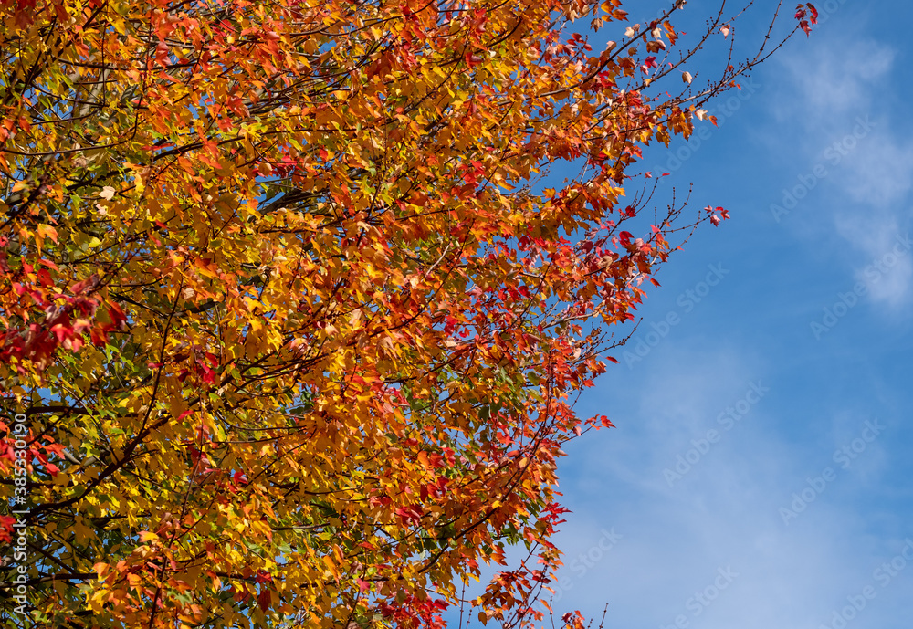 Red maple tree, also known as Acer Rubrum, in a blaze of colour in autumn. Photographed in Pinner, Middlesex, UK