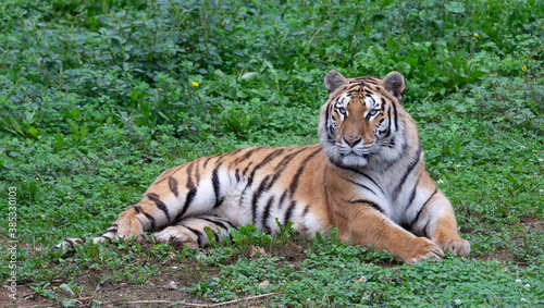 tiger lying in the grass