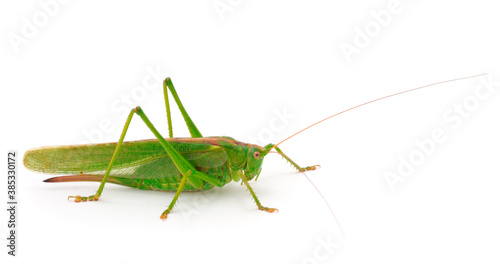 Grasshopper in front.