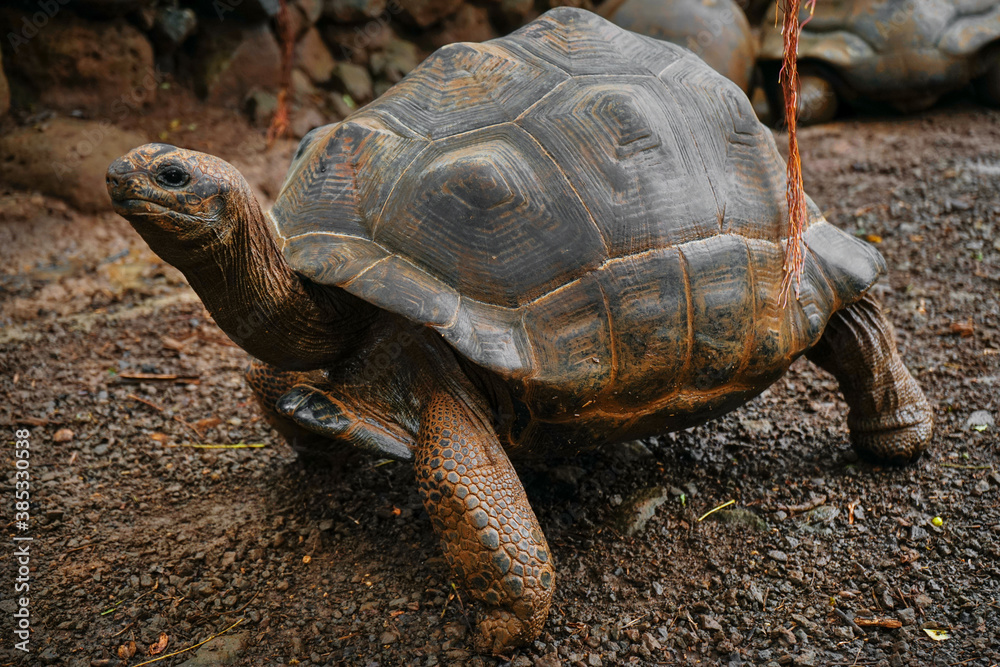 Naklejka premium Beautiful turtle in wild animal reservation 