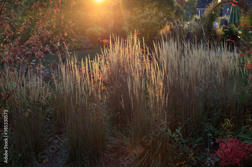 Vászonkép Sun setting on a Fall landscape: a midwest garden utilizing yellow Karl Forester reed grasses
as a living fence