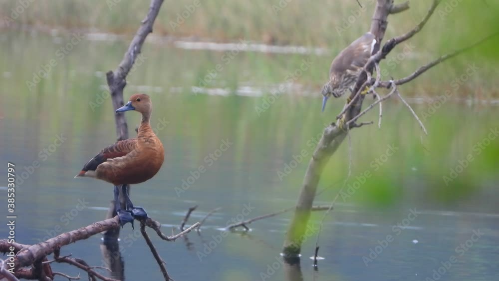 whistling duck chicks and heron .. whistling duck chicks and heron ..