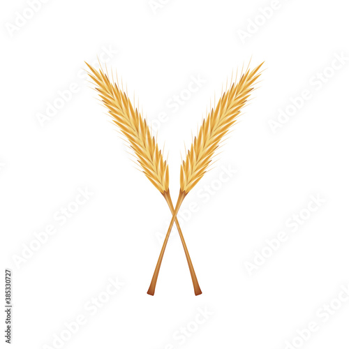 Rice vector on white background. oat vector. wallpaper.