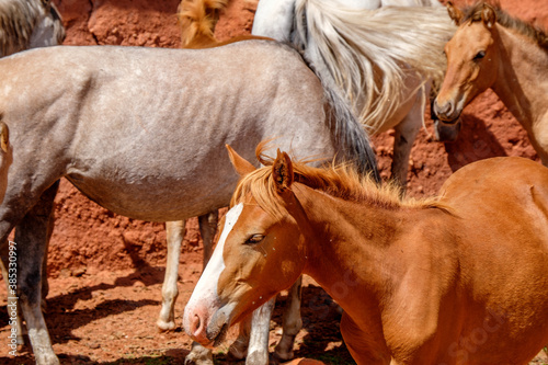 portrait of a horse