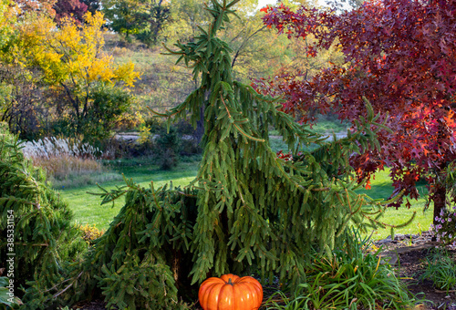 Fotótapéta A halloween background of a scary weeping norway spruce shaped as a man riding a