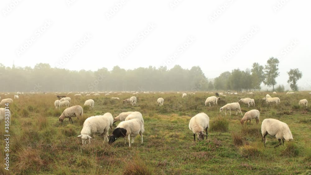 Wide view of sheep passing by and grazing in heather moorland landscape with low hanging mist obscuring the forest on the horizon and orange glow on the misty dew drop rich sunrise Wide view of sheep passing by and grazing in heather moorland landscape with low hanging mist obscuring the forest on the horizon and orange glow on the misty dew drop rich sunrise