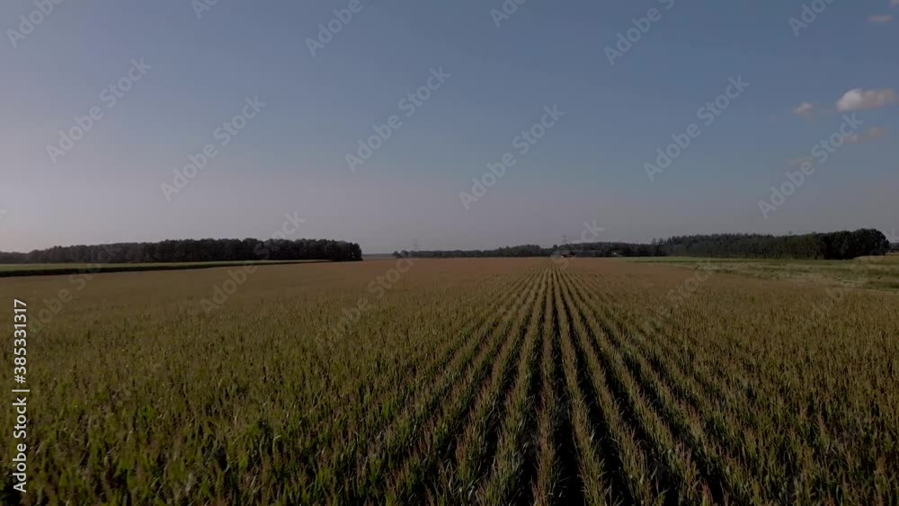 Low fly over aerial view of cornfield crop with well defined rows and the corn waving in the strong wind against a blue clear sky Low fly over aerial view of cornfield crop with well defined rows and the corn waving in the strong wind against a blue clear sky