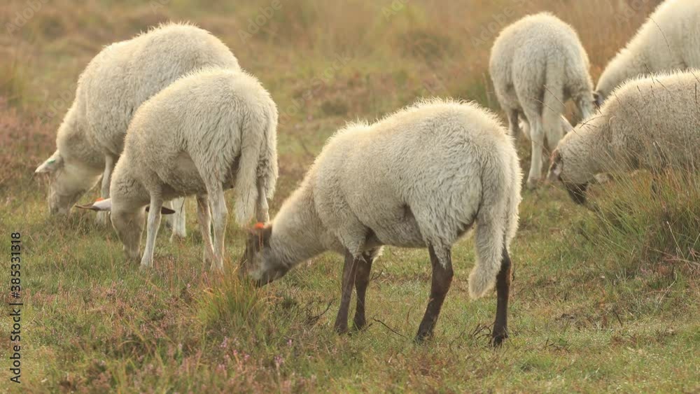 Golden hour sunrise with sheep grazing in grassy heather moorland and moving along the with dew drops filled field Golden hour sunrise with sheep grazing in grassy heather moorland and moving along the with dew drops filled field