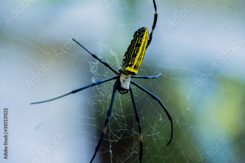 Giant wood Spider photo