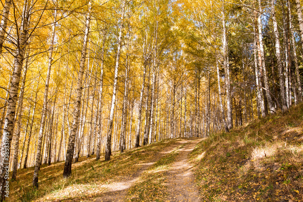 Obraz premium Autumn landscape. Beautiful birch trees. Walk in the birch forest. Natural background. Place to insert text.