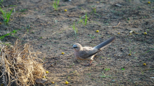 Large Grey Babbler, Rajasthan, India photo