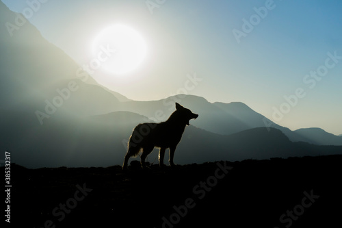 Wolf of the mountain © Kandarp