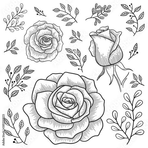Vector set of isolated hand-drawn roses and branches in graphic style