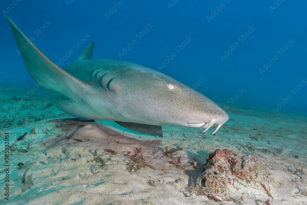 Fototapeta premium Nurse Shark Close