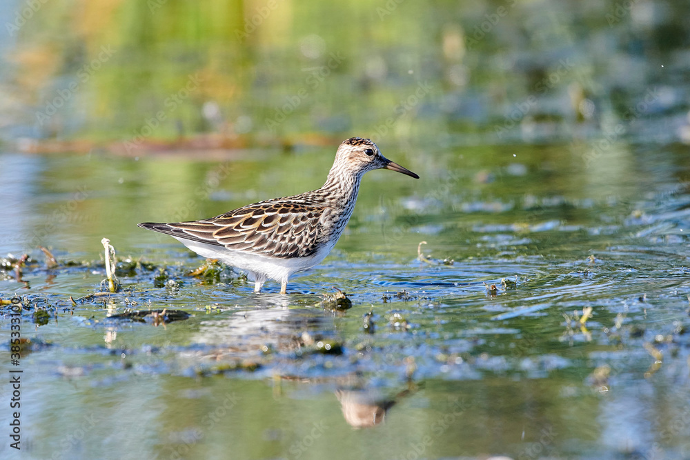 Pectoral sandpiper (calidris melanotos), Frank Lake, Alberta, Canada, Pectoral sandpiper (calidris melanotos), Frank Lake, Alberta, Canada,