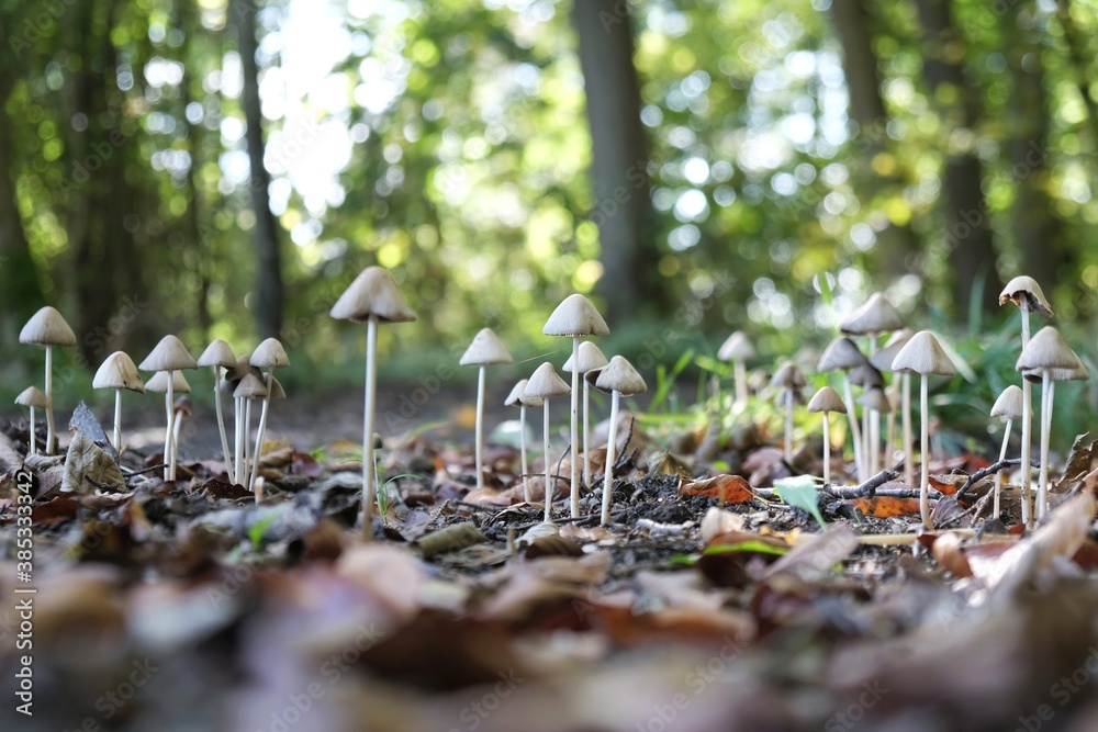 Big group of little white mushrooms in forest. It is Conocybe apala commonly called Conocybe lactea or Conocybe albipes and white dunce cap. Big group of little white mushrooms in forest. It is Conocybe apala commonly called Conocybe lactea or Conocybe albipes and white dunce cap.