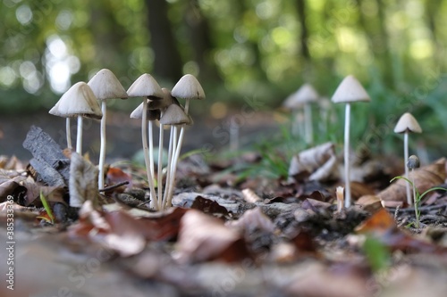 Big group of little white mushrooms in forest. It is Conocybe apala commonly called Conocybe lactea or Conocybe albipes and white dunce cap.