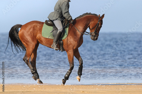 Walking on sea shore horse