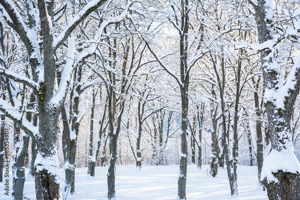 Fototapeta premium Beautiful oak tree park in Mankinjoki rapids area in winter, Espoonkartano, Espoo, Finland