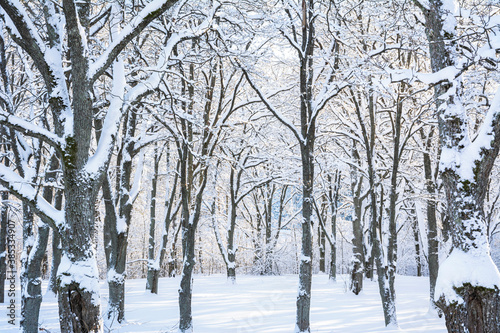 Beautiful oak tree park in Mankinjoki rapids area in winter, Espoonkartano, Espoo, Finland photo