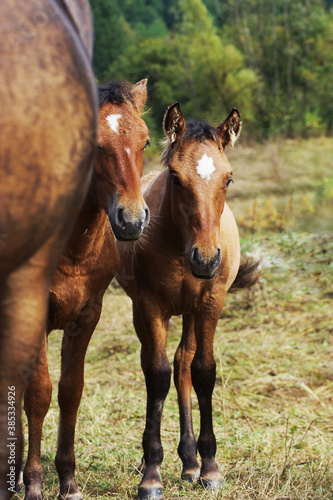 two little horses on a meadow © Виктория Литовская