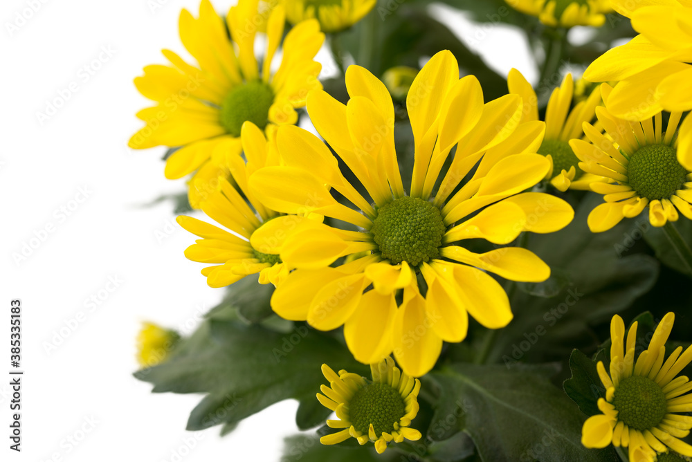 Fototapeta premium Chrysanthemum indicum