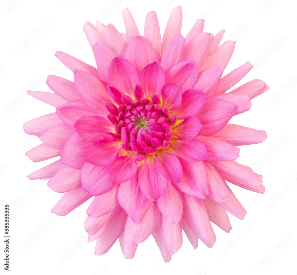 Lush pink dahlia isolated on white. Beautiful delicate flower