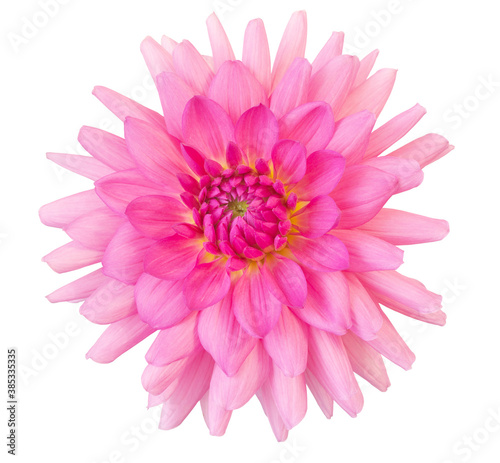 Lush pink dahlia isolated on white. Beautiful delicate flower