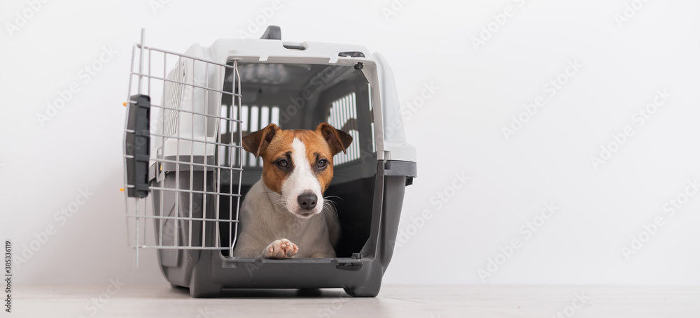 Obedient Jack Russell Terrier inside the box for safe transport