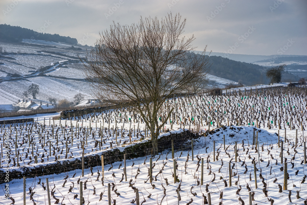 Fototapeta premium vignoble enneigé
