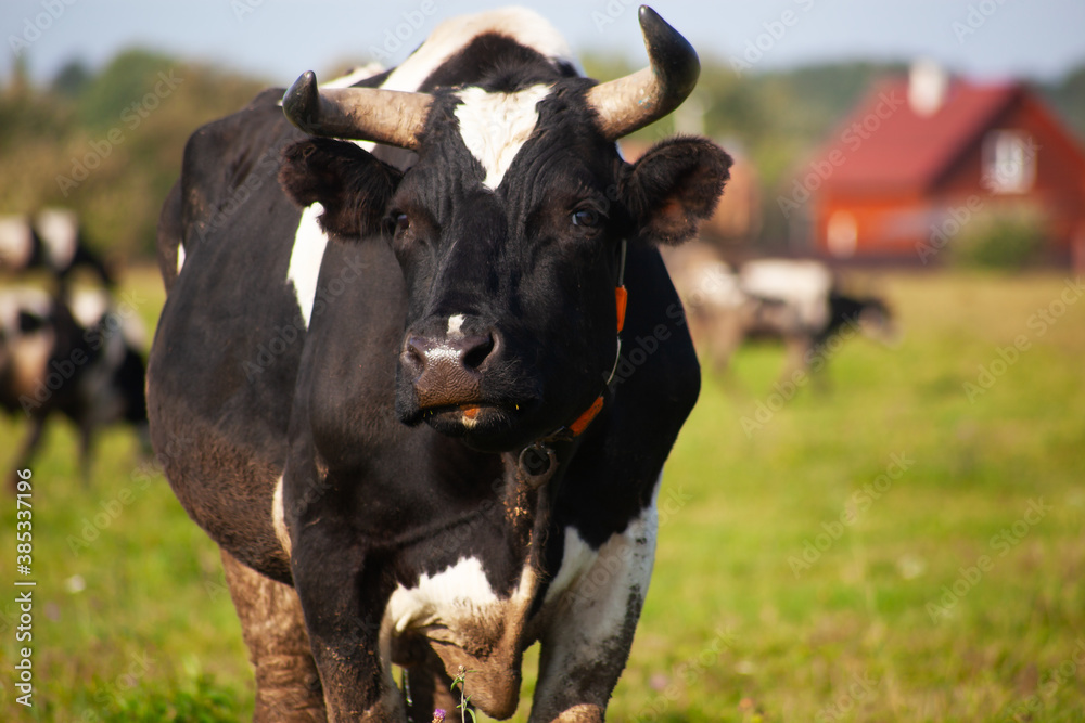 Bull in the pasture on the background of the farm. Agriculture concept. Bull in the pasture on the background of the farm. Agriculture concept.