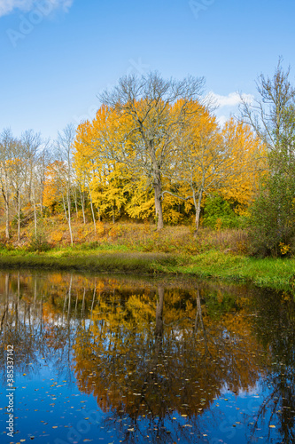 Colorful trees and reflection in the pond, autumn in Fagervik, Finland