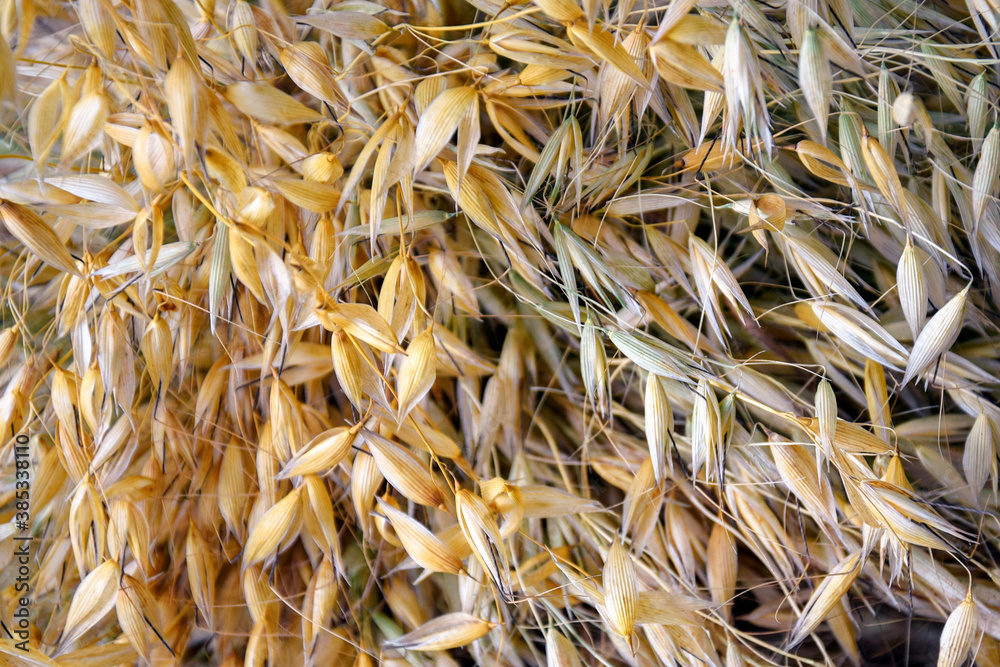 Natural Background of dry oat spikelets. Grain crop. Harvest, agriculture. Close-up. Selective focus. Copy space.