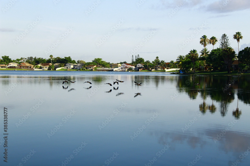 Birds iin the Lake