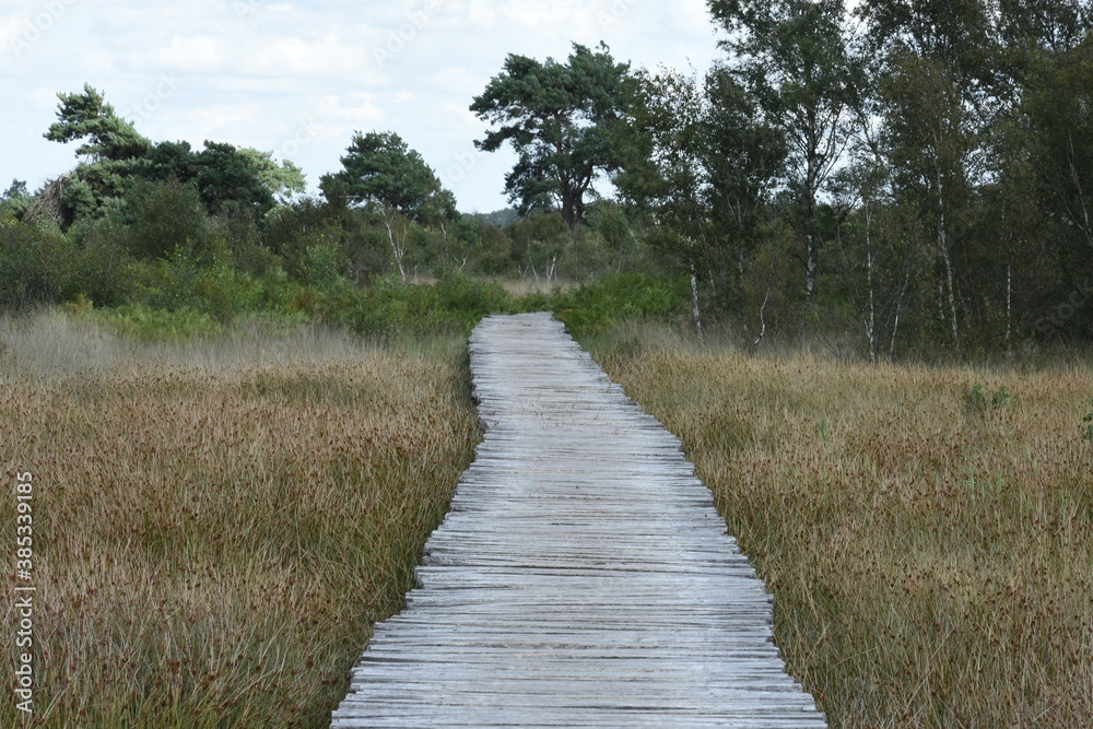 boardwalk through grass landscape in nature area De Groote Peel