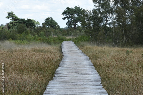 boardwalk through grass landscape in nature area De Groote Peel © henkbouwers