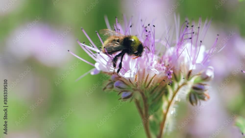 Bumblebee collecting nectar on a summer meadow Bumblebee collecting nectar on a summer meadow
