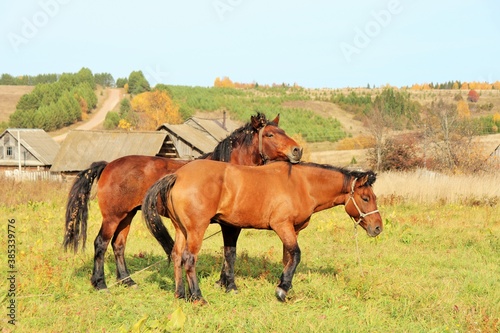 Grazing horses of the Vyatka breed in an autumn pasture