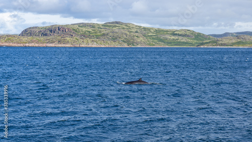 Whale in the Barents sea Bay, Russian North, Russia, August 2020