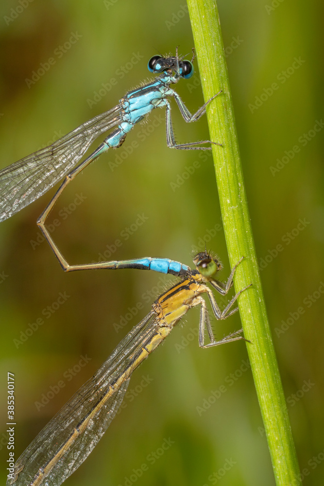 Mating dragonflies on a plant stem, macro. The blue-tailed damselfly or common bluetail ( Ischnura elegans). Mating dragonflies on a plant stem, macro. The blue-tailed damselfly or common bluetail ( Ischnura elegans).