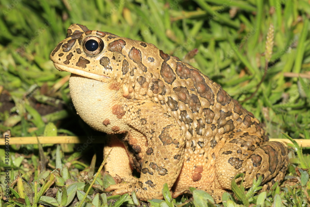 Obraz premium crapaud de mauretanie bufo mauritanicus au maroc