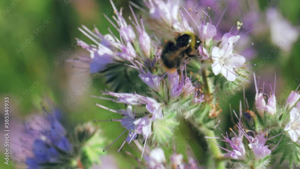 Bumblebee collecting nectar on a summer meadow