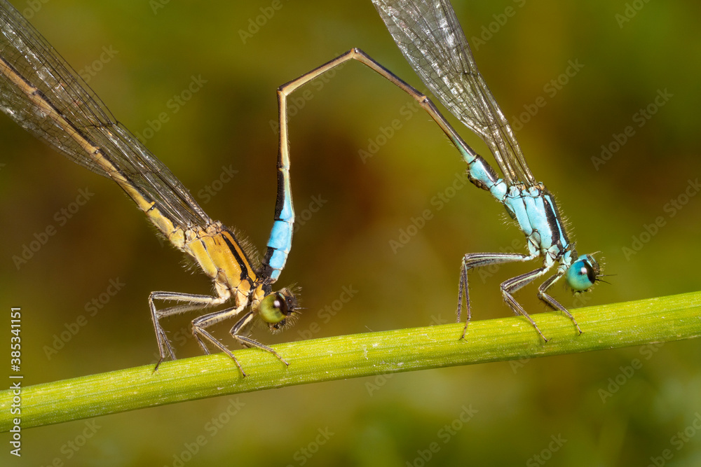Naklejka premium Mating dragonflies on a plant stem, macro. The blue-tailed damselfly or common bluetail ( Ischnura elegans).