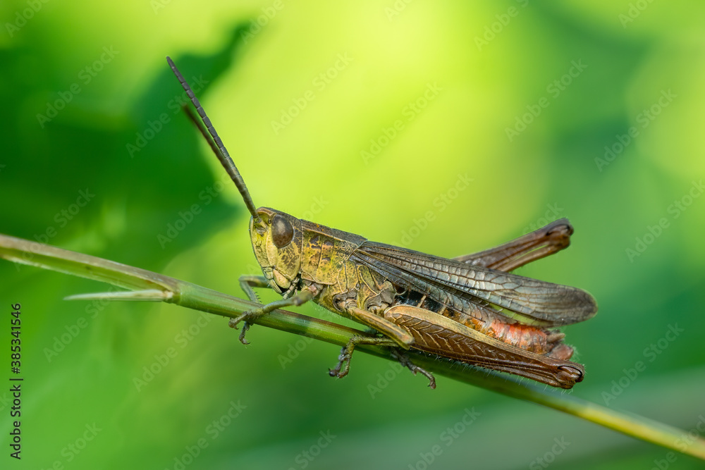 Meadow grasshopper (Pseudochorthippus parallelus) sitting on a green leaf. Detailed portrait of a beautiful grasshopper insect with soft yellow background. Wildlife scene from nature. Czech Republic Meadow grasshopper (Pseudochorthippus parallelus) sitting on a green leaf. Detailed portrait of a beautiful grasshopper insect with soft yellow background. Wildlife scene from nature. Czech Republic