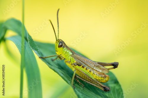 Meadow grasshopper (Pseudochorthippus parallelus) sitting on a green leaf. Detailed portrait of a beautiful grasshopper insect with soft yellow background. Wildlife scene from nature. Czech Republic photo