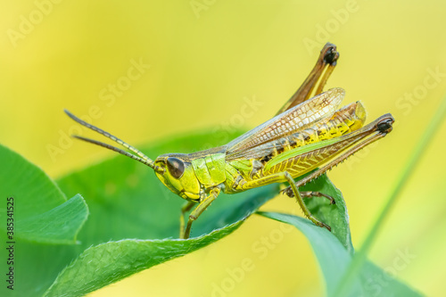 Meadow grasshopper (Pseudochorthippus parallelus) sitting on a green leaf. Detailed portrait of a beautiful grasshopper insect with soft yellow background. Wildlife scene from nature. Czech Republic