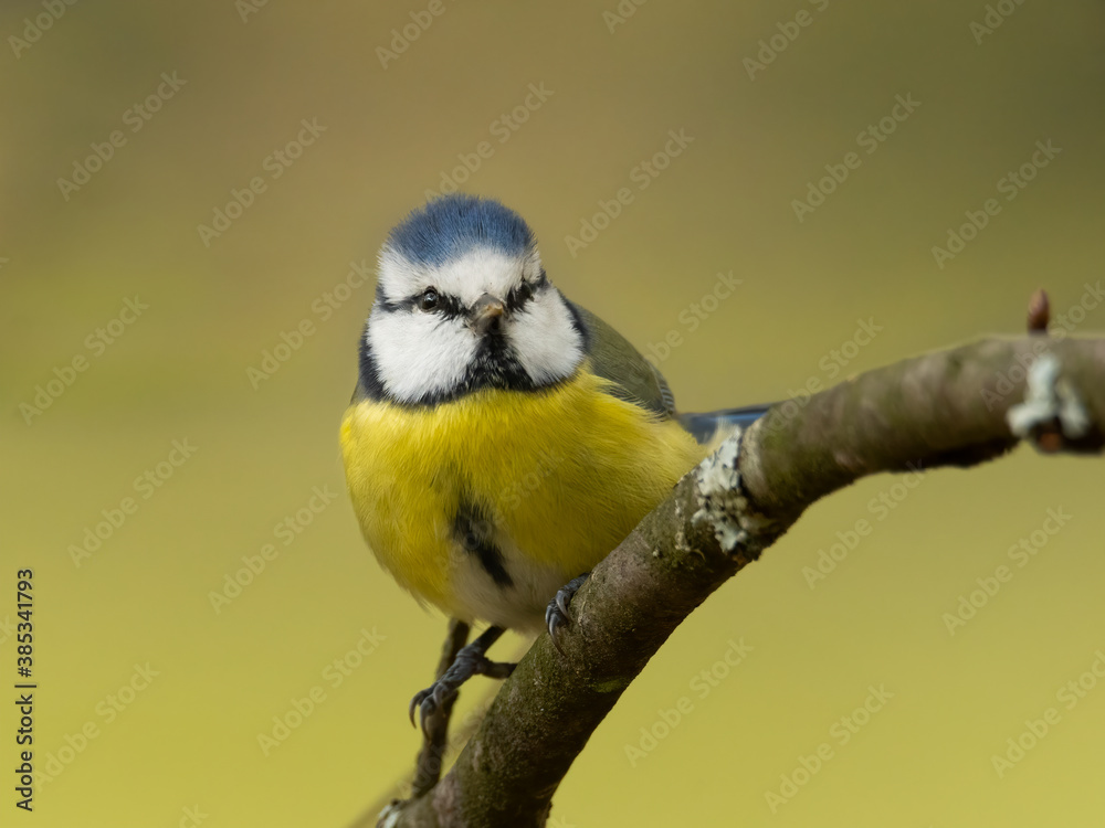 Obraz premium Blue tit (Cyanistes caeruleus) sitting on a branch with soft yellow background. Detailed portrait of a small blue and yellow songbird close up. Wildlife scene from nature. Czech Republic