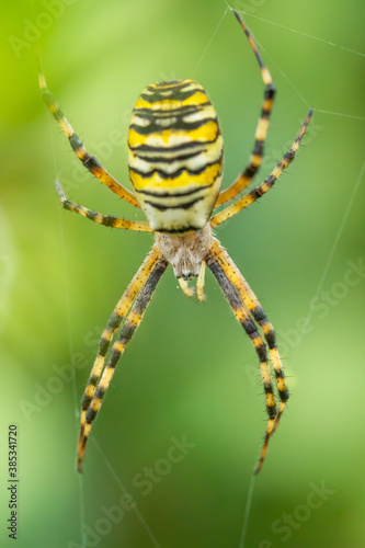 Wasp spider (Argiope bruennichi) hunting in its net. Detailed portrait of a big yellow striped spider in its environment.Colorful insect with soft background Wildlife scene from nature. Czech Republic