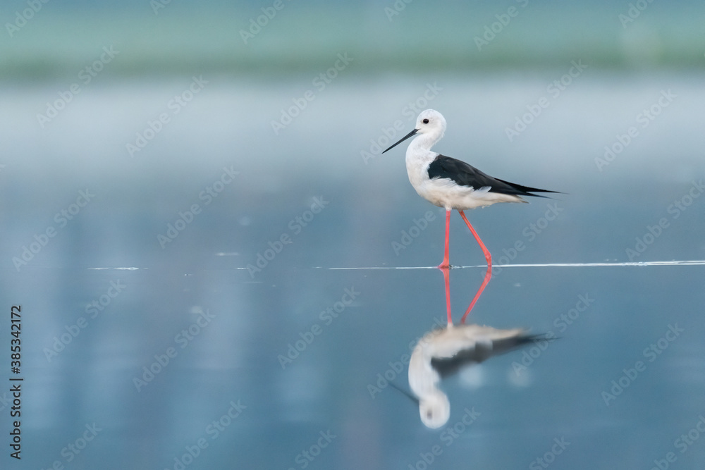 Black-winged stilt (Himantopus himantopus) standing and feeding in the water in a beautiful lake. Brown wader in its environment on a misty morning. Wildlife scene from nature. Czech Republic Black-winged stilt (Himantopus himantopus) standing and feeding in the water in a beautiful lake. Brown wader in its environment on a misty morning. Wildlife scene from nature. Czech Republic