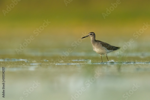 Wood sandpiper  Tringa glareola  standing and feeding in the water in a beautiful lake. Brown wader in its environment with soft background. Wildlife scene from nature. Czech Republic